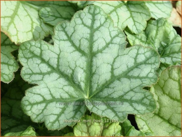 Heuchera 'Mint Frost' | Purperklokje