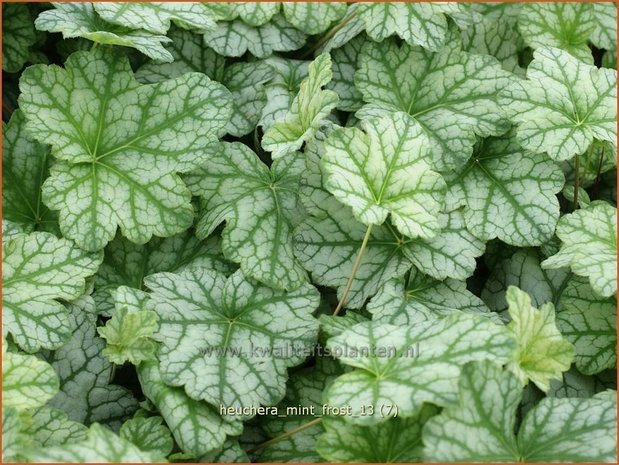 Heuchera 'Mint Frost' | Purperklokje