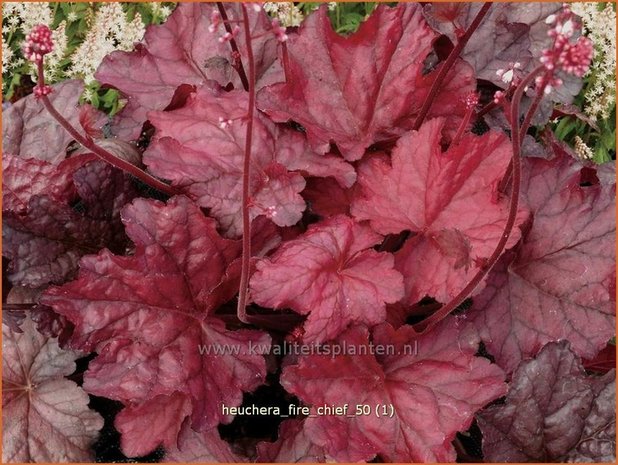 Heuchera 'Fire Chief' | Purperklokje