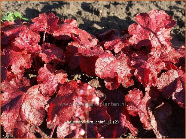 Heuchera 'Fire Chief' | Purperklokje