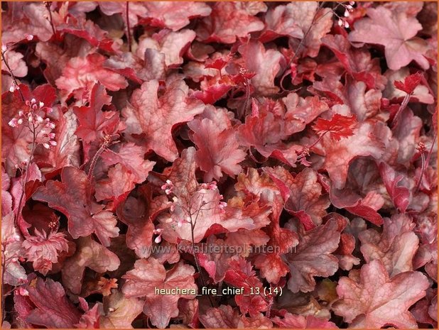 Heuchera 'Fire Chief' | Purperklokje