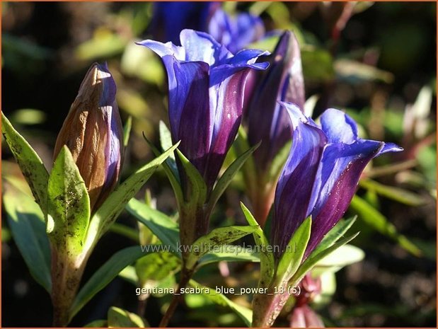 Gentiana scabra 'Blue Power' | Gentiaan