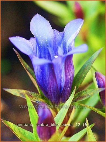 Gentiana scabra 'Blue Power' | Gentiaan