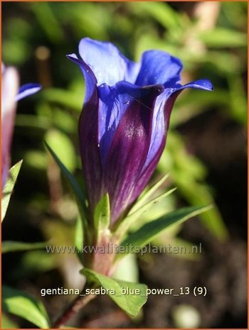 Gentiana scabra 'Blue Power' | Gentiaan