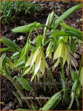 Uvularia perfoliata | Huigkruid