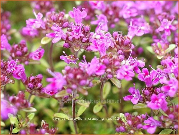 Thymus praecox 'Creeping Red' | Kruiptijm, Tijm