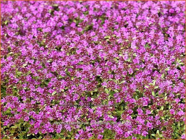 Thymus praecox 'Creeping Red' | Kruiptijm, Tijm