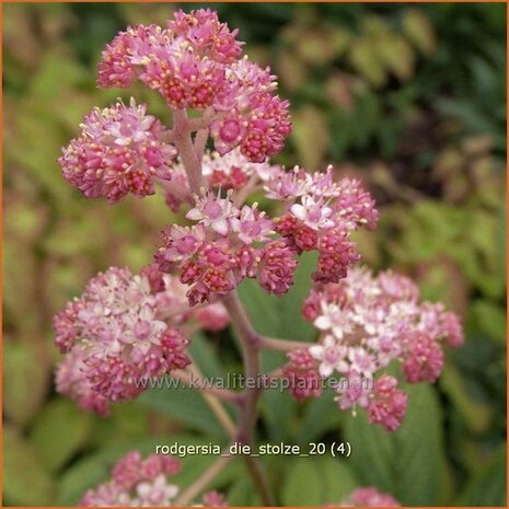 Rodgersia 'Die Stolze' | Schout-bij-nacht, Kijkblad