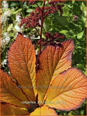 Rodgersia 'Die Stolze' | Schout-bij-nacht, Kijkblad