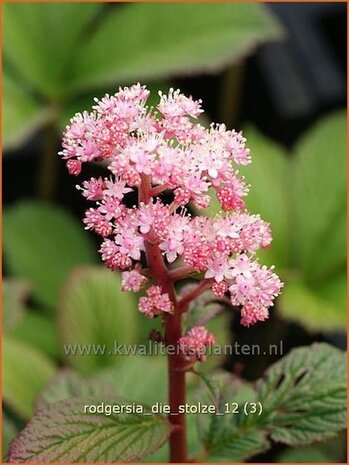 Rodgersia 'Die Stolze' | Schout-bij-nacht, Kijkblad