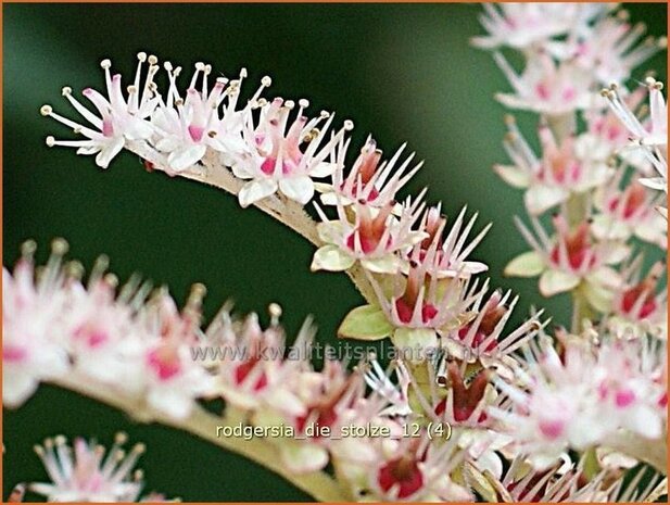 Rodgersia 'Die Stolze' | Schout-bij-nacht, Kijkblad