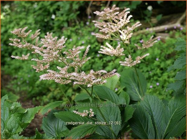 Rodgersia 'Die Stolze' | Schout-bij-nacht, Kijkblad