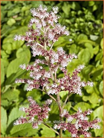 Rodgersia 'Die Stolze' | Schout-bij-nacht, Kijkblad