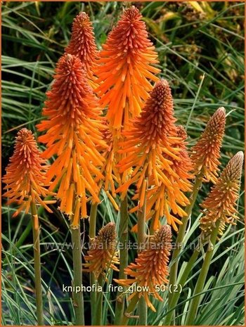 Kniphofia 'Fire Glow' | Vuurpijl, Fakkellelie