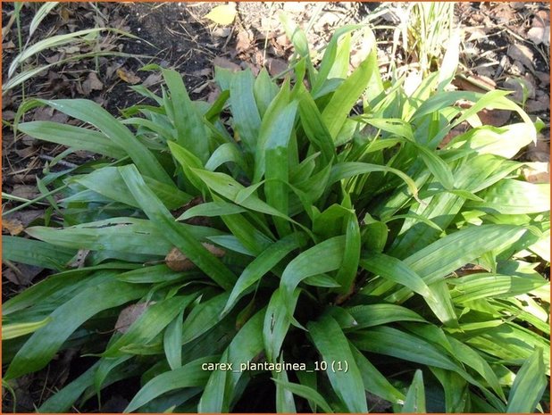 Carex plantaginea | Zegge | Immergrüne Breitblatt-Segge