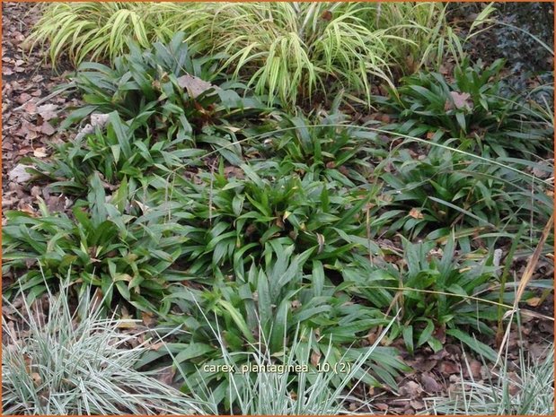 Carex plantaginea | Zegge | Immergrüne Breitblatt-Segge