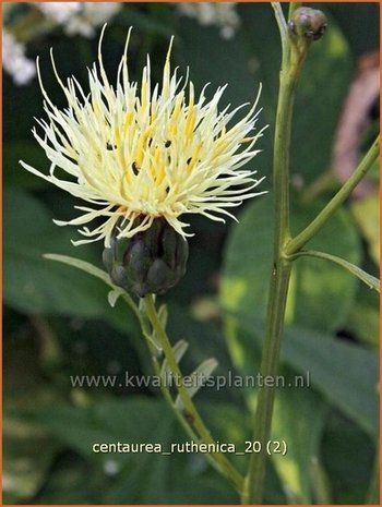 Centaurea ruthenica | Centaurie, Kaukasische korenbloem