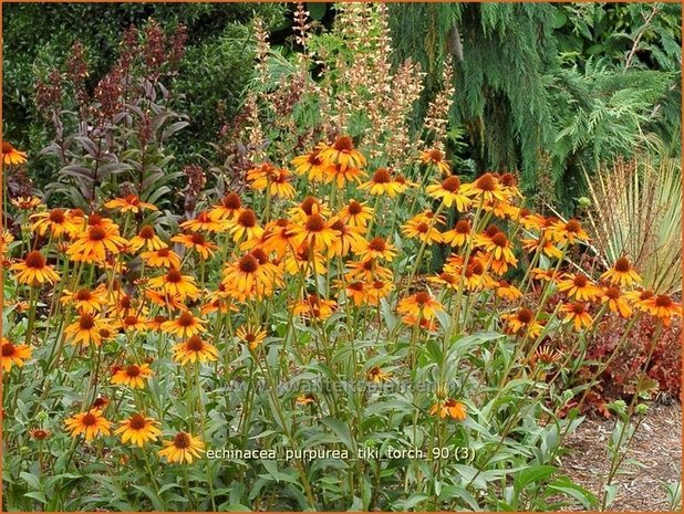 Echinacea purpurea 'Tiki Torch' | Zonnehoed