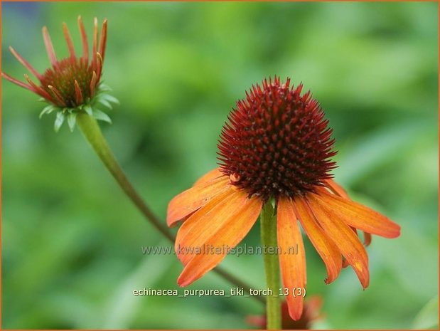 Echinacea purpurea 'Tiki Torch' | Zonnehoed