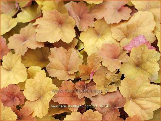 Heuchera 'Southern Comfort' | Purperklokje