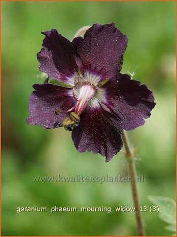 Geranium phaeum 'Mourning Widow' | Ooievaarsbek