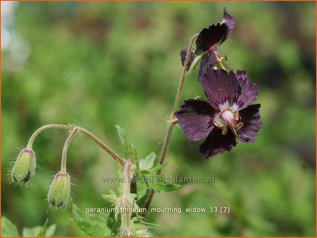 Geranium phaeum 'Mourning Widow' | Ooievaarsbek