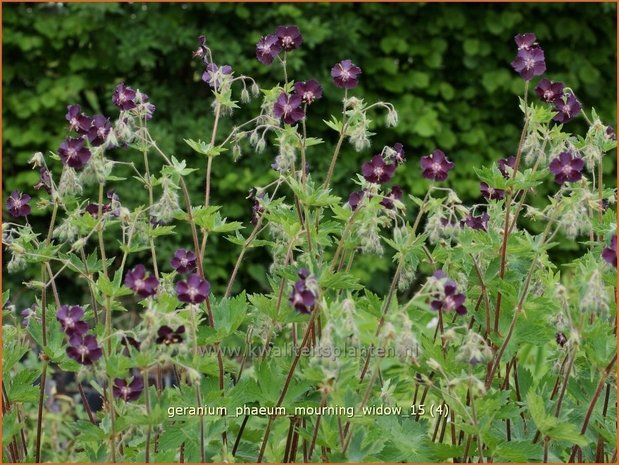 Geranium phaeum 'Mourning Widow' | Donkere ooievaarsbek, Ooievaarsbek, Tuingeranium