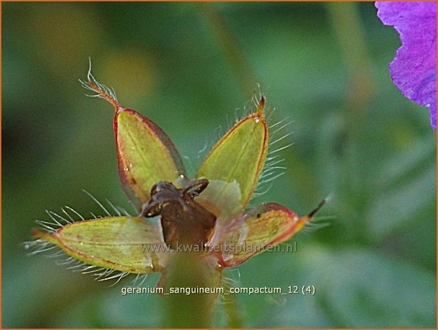 Geranium sanguineum 'Compactum' | Ooievaarsbek