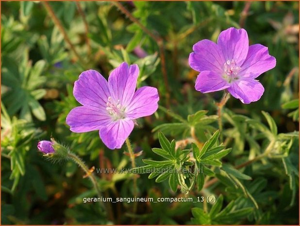 Geranium sanguineum 'Compactum' | Ooievaarsbek