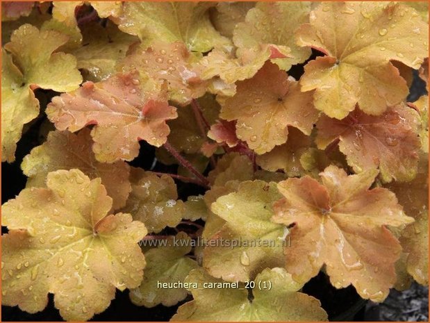 Heuchera 'Caramel' | Purperklokje