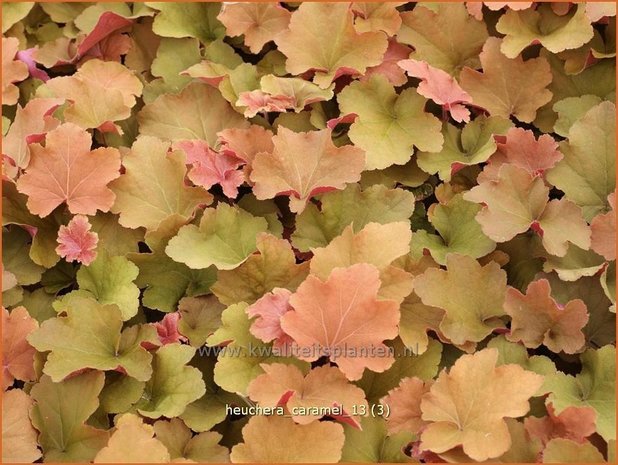 Heuchera 'Caramel' | Purperklokje