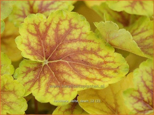 Heuchera 'Delta Dawn' | Purperklokje