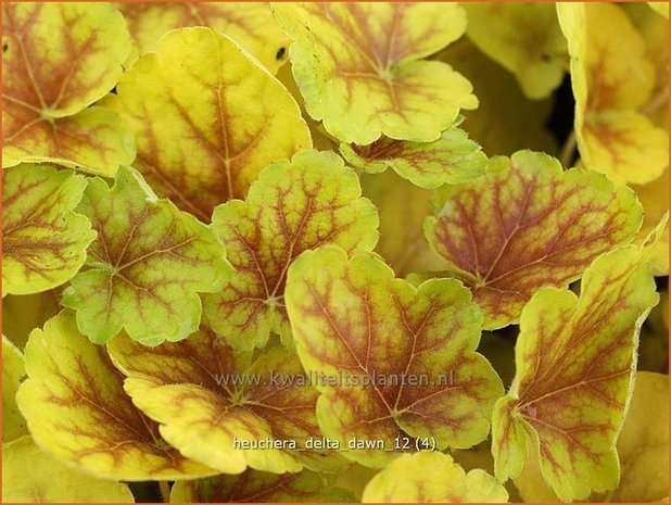 Heuchera 'Delta Dawn' | Purperklokje