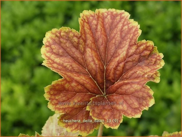 Heuchera 'Delta Dawn' | Purperklokje