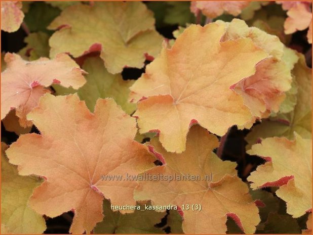 Heuchera 'Kassandra' | Purperklokje