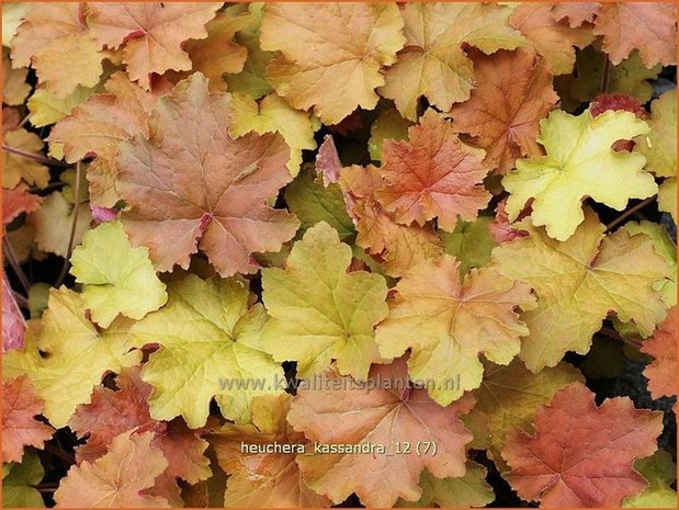 Heuchera 'Kassandra' | Purperklokje