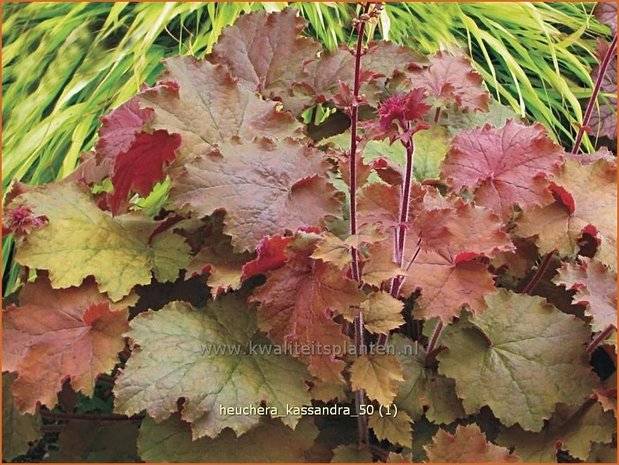 Heuchera 'Kassandra' | Purperklokje