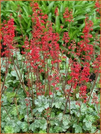 Heuchera 'Lipstick' | Purperklokje