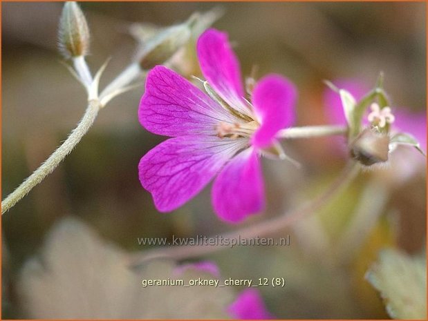 Geranium 'Orkney Cherry' | Ooievaarsbek