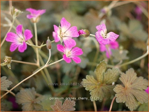 Geranium 'Orkney Cherry' | Ooievaarsbek