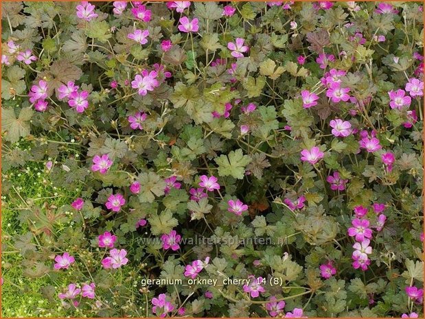 Geranium 'Orkney Cherry' | Ooievaarsbek