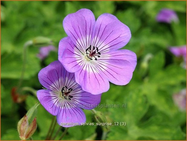 Geranium 'Sylvia's Surprise' | Ooievaarsbek