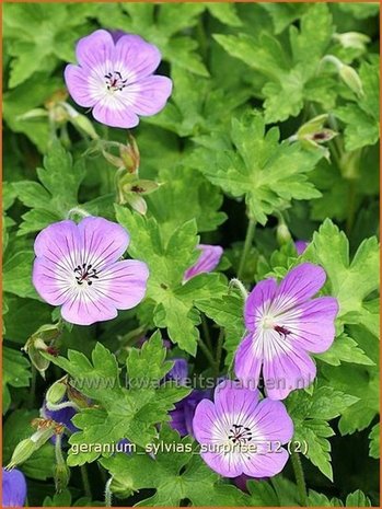 Geranium 'Sylvia's Surprise' | Ooievaarsbek