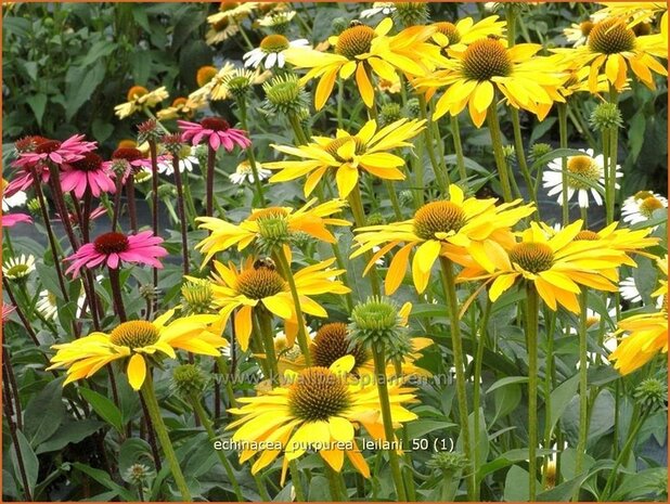 Echinacea purpurea 'Leilani' | Zonnehoed