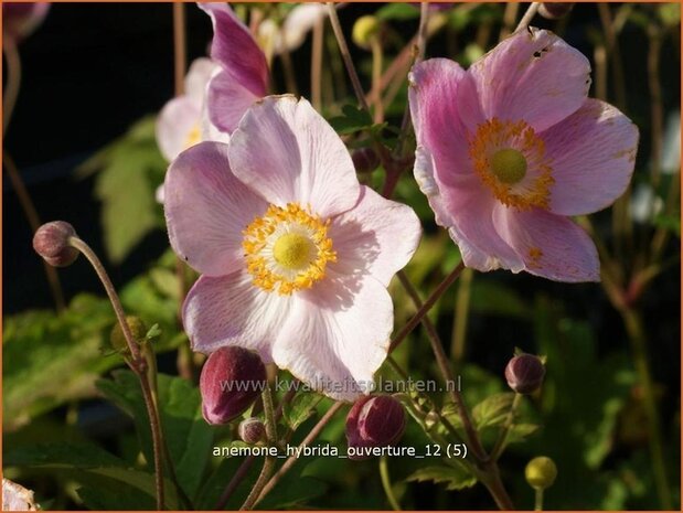 Anemone hybrida 'Ouverture' | Anemoon, Herfstanemoon, Japanse anemoon