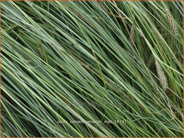 Carex comans 'Amazon Mist' | Zegge