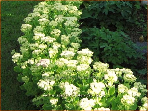 Sedum spectabile 'Stardust' | Hemelsleutel, Vetkruid