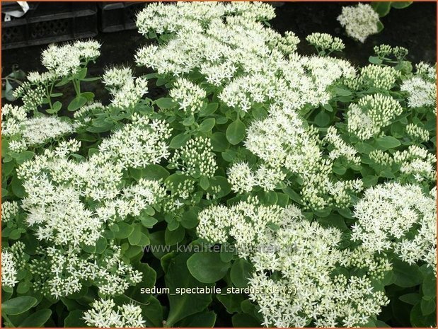 Sedum spectabile 'Stardust' | Hemelsleutel, Vetkruid