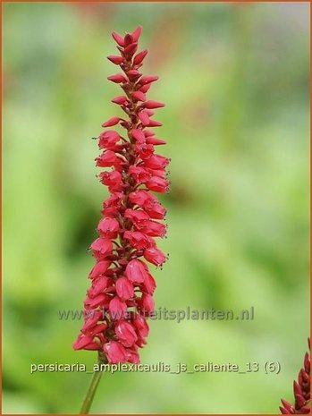 Persicaria amplexicaulis 'JS Caliente' | Duizendknoop, Adderwortel