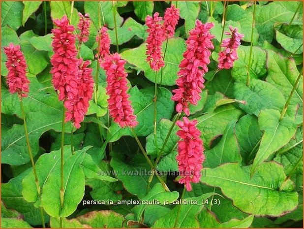 Persicaria amplexicaulis 'JS Caliente' | Duizendknoop, Adderwortel